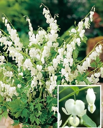 Dicentra spectabilis Alba.jpg